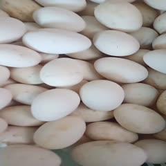 王建東 專業食用農產品批發供應商