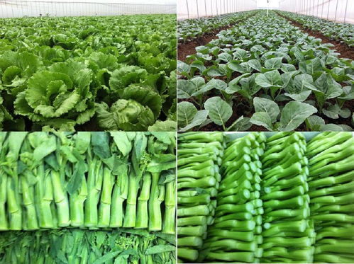 本土農產品供應鏈優化 莞美生鮮配送深圳光明的食用農產品批發實踐