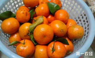 青海通報9批次不合格食品，芥麥面鉛超標引關注