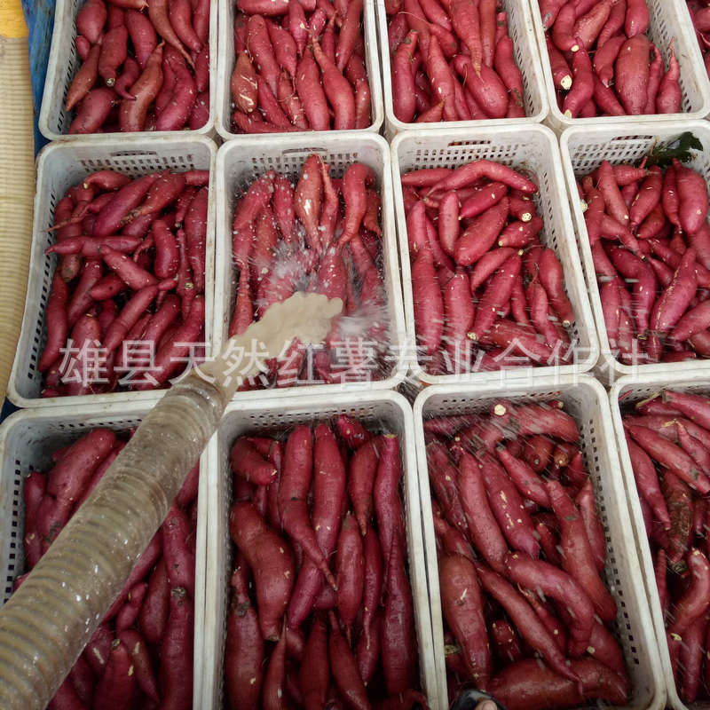 產地直銷新鮮濟薯26 香甜板栗味紅薯，優質食用農產品批發優選