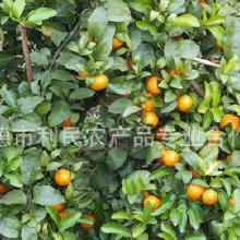 柑橘市場全解析 從產地價格、批發渠道到廠家合作